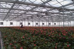 Application for greenhouse
